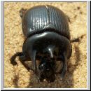 Typhoeus typhoeus - Stierkaefer m01.jpg